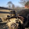 Bashi 'The Pig' as The Pig