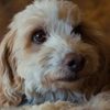 Birba as The Truffle Hunting Dog