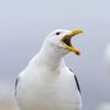 Sully Seagull as Seagull