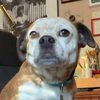 Dorothy the Dog as Sandy