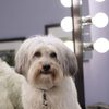 Pudsey as Duchess
