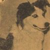 Tuffy as The Dog