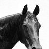 Highland Dale as Dan Patch - Horse
