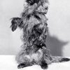Terry as Rags (uncredited)