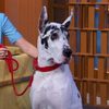 Bing as Apollo