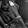 Docs Keepin Time as Black Beauty (as Docs Keepin Time - American Quarter Horse)