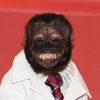 Crystal the Monkey as Bobo