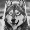 Jed as White Fang