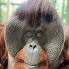 Sam the Orangutan as Dunston