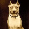 Luke the Dog