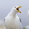 Sully Seagull as Sully 'Steven' Seagull (as Sully 'Steven' Seagall)