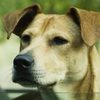 Lucy the Dog as Lucy
