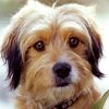 Benjean as Benji