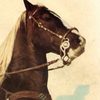 Koko as Koko(Miracle Horse of the Movies)