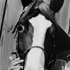 Champion as Champ - Gene's Horse(uncredited)