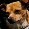 Chester the Chihuahua as Barking Dog (uncredited)