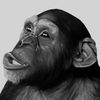 Tamba as Tamba the Chimp