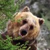 Bozo the Bear as Grizzly Bear (uncredited)