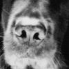 Comet as Fluke