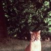 Seeta as Seeta the Mountain Lion