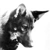 Rin-Tin-Tin as Lobo - Leader of the Wolf Pack