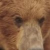 Rowdy the Bear as Self (archive footage)