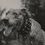Teddy the Dog as The Sennett Dog(uncredited)