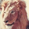 Zamba as Major the Lion
