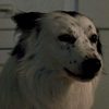 Jake as Dog at Party (uncredited)