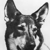 London as Duke, the Dog (uncredited)