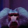 Typhoon as Baboon (uncredited)