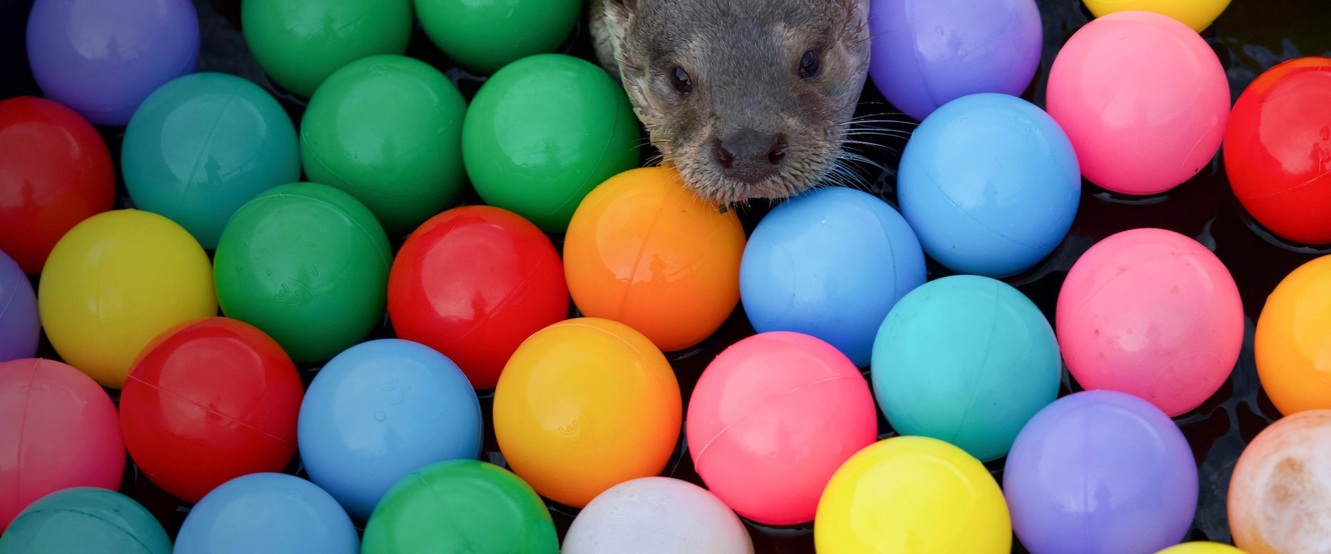 Billy & Molly: An Otter Love Story background
