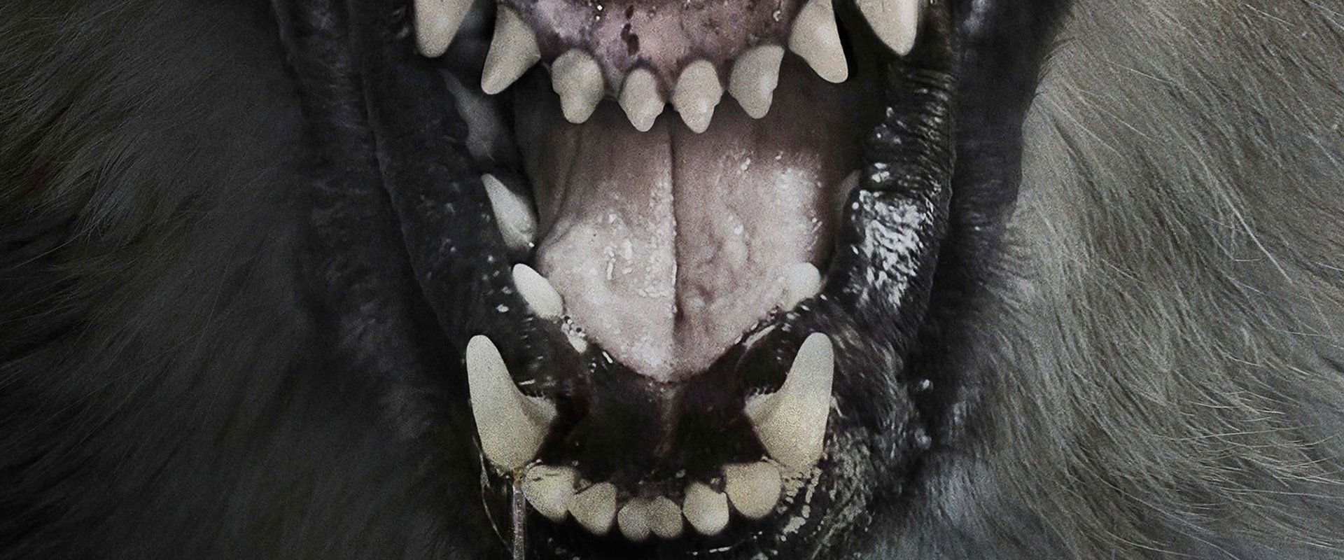 The Pack background