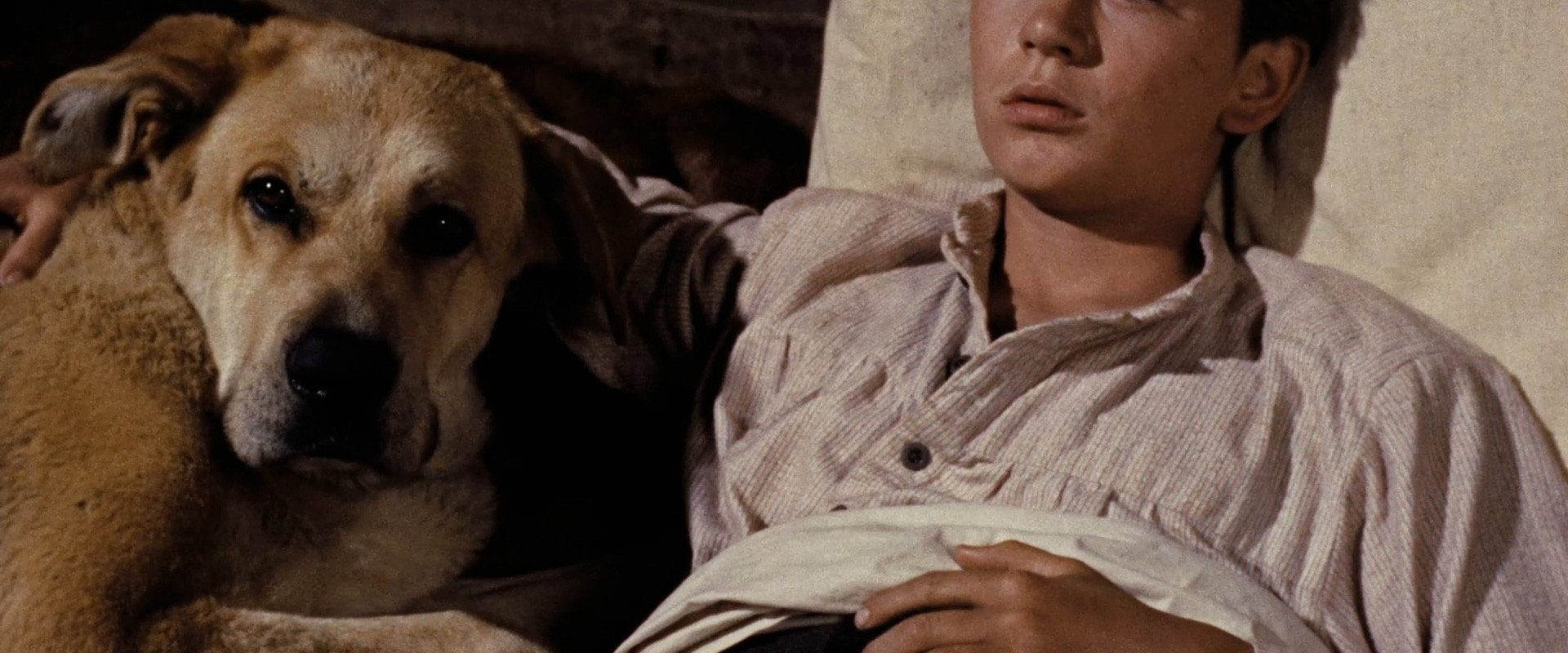 Old Yeller background