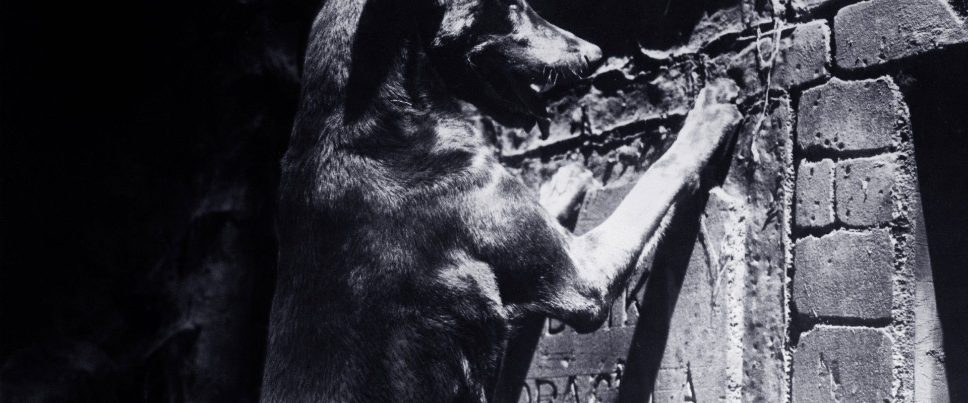 Zoltan… Hound of Dracula background