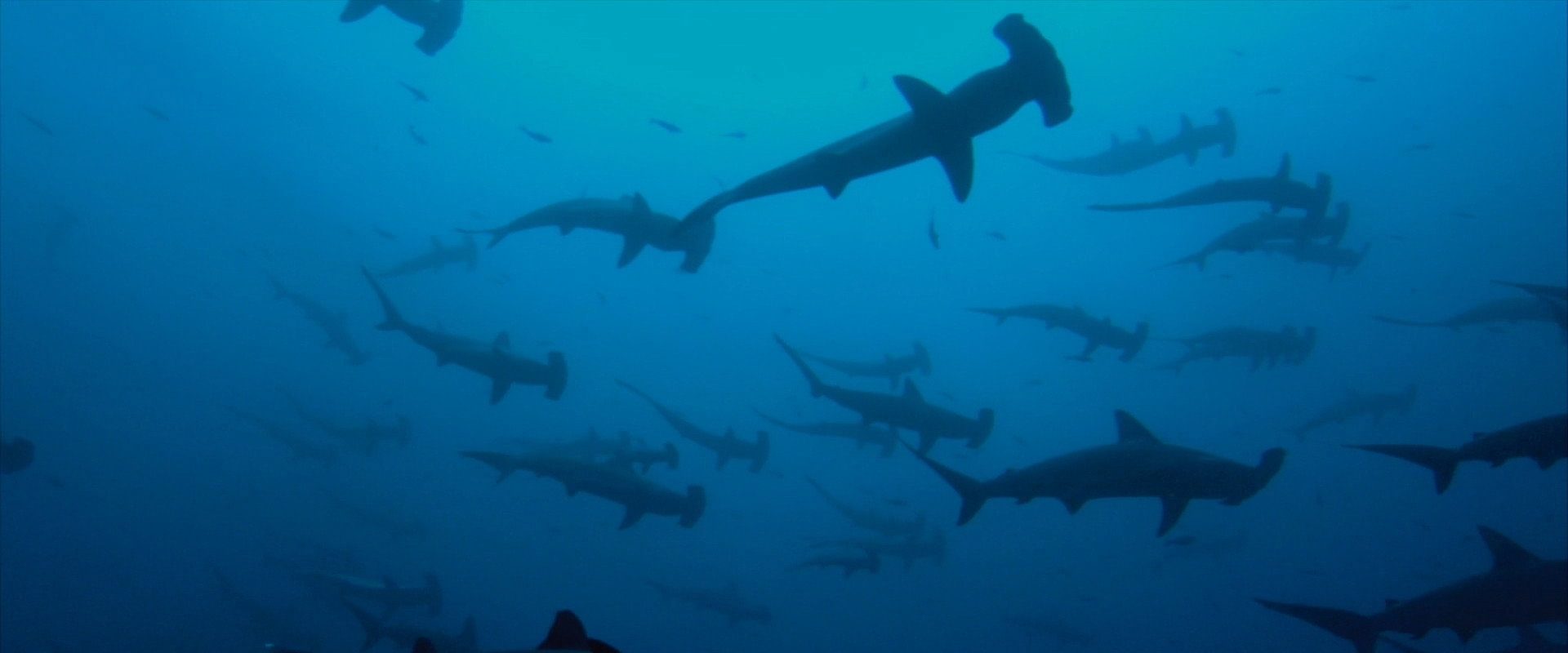 Sharkwater Extinction background
