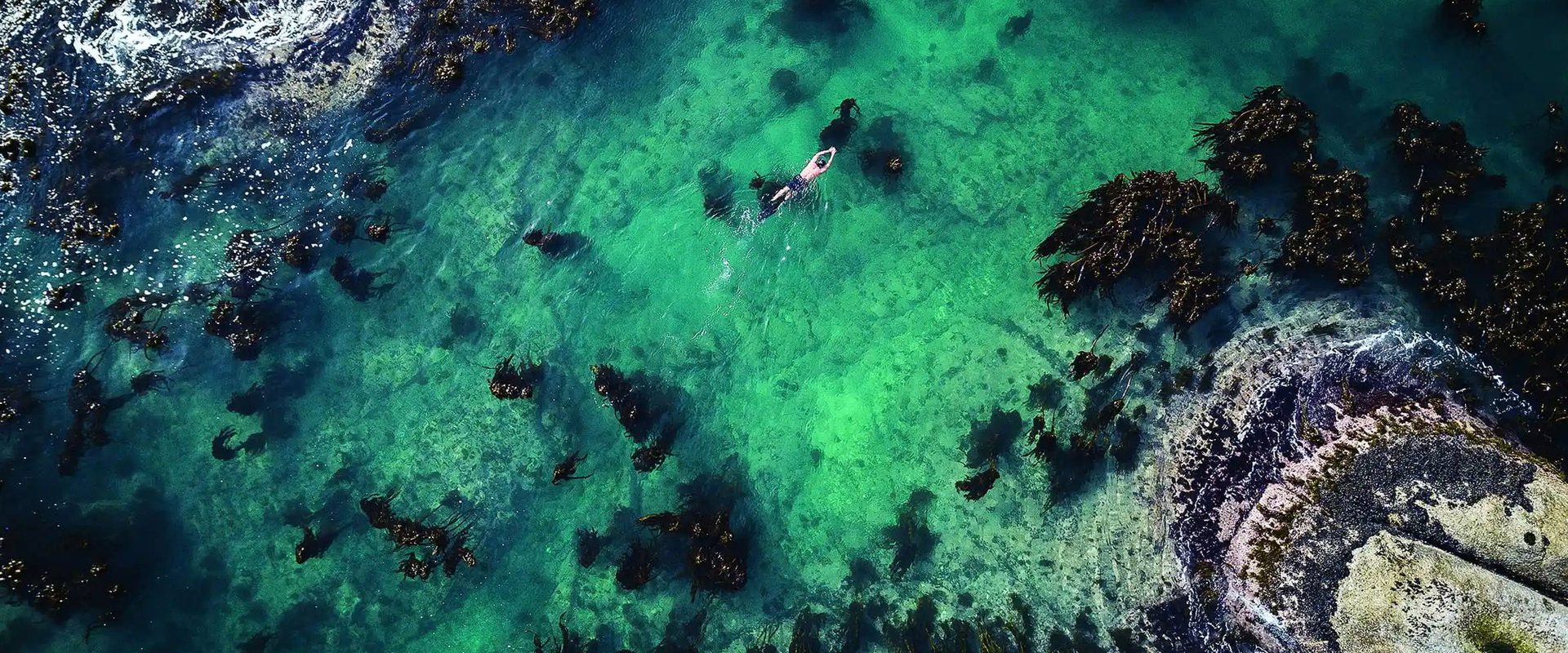 My Octopus Teacher background