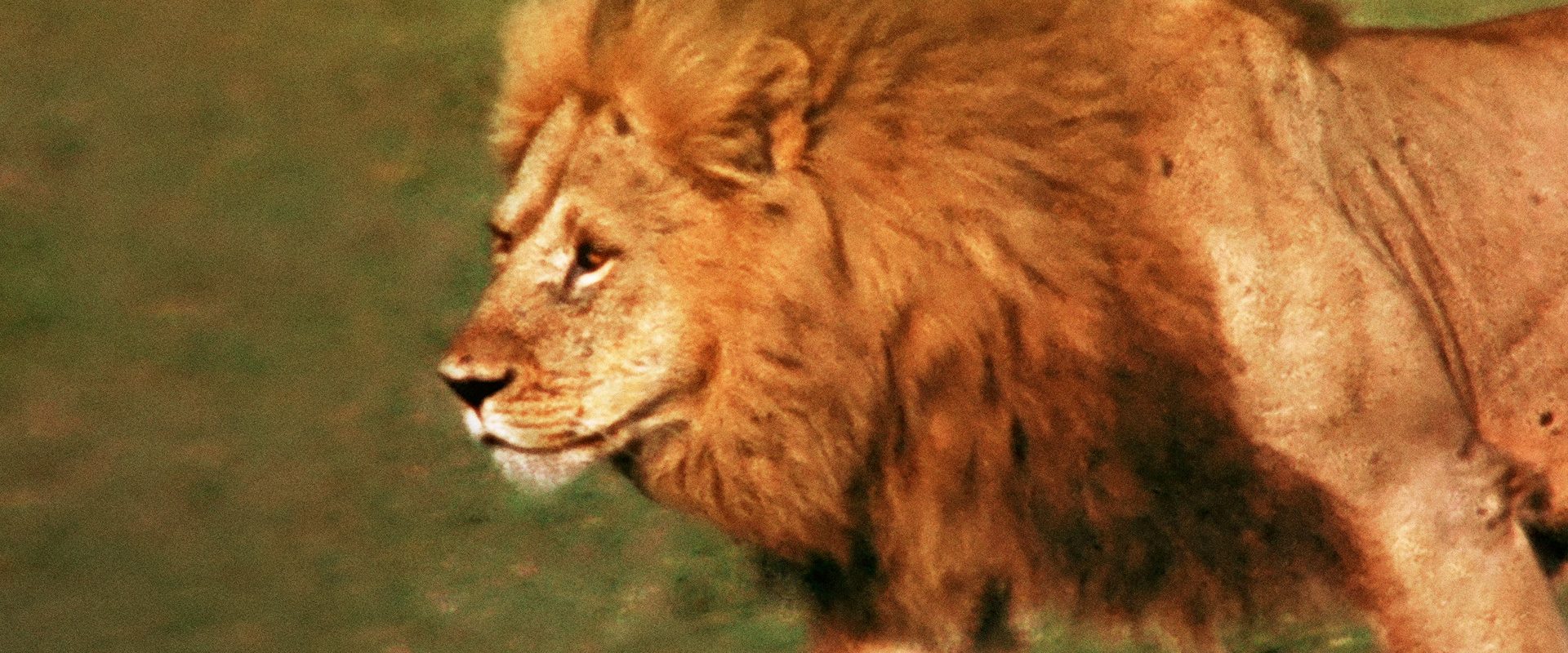The African Lion background