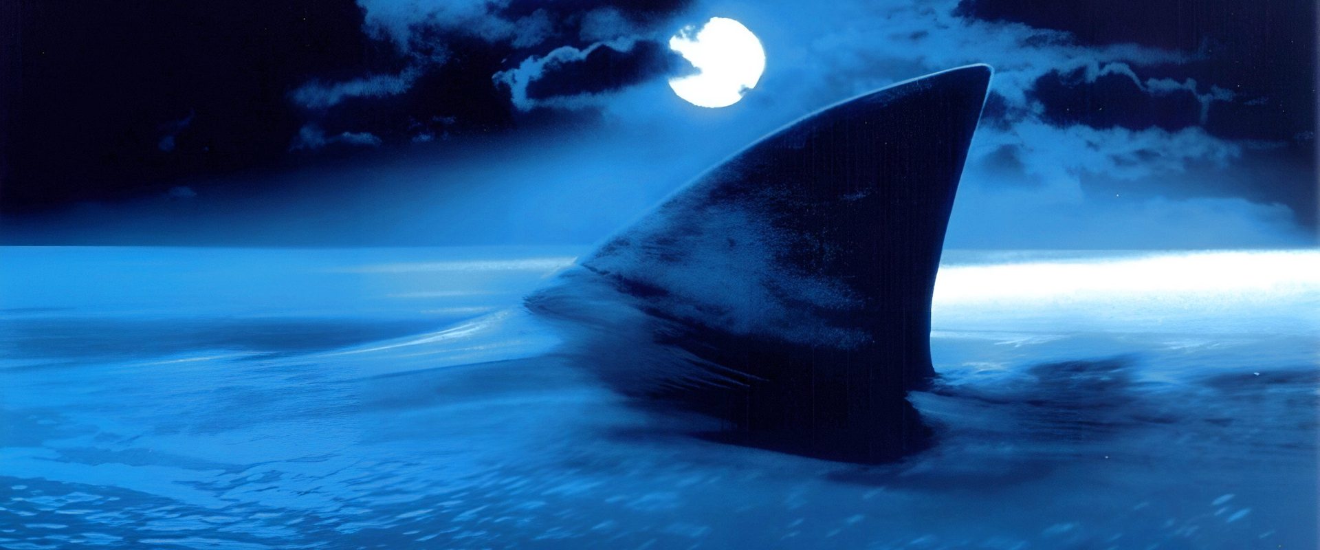Shark Attack background