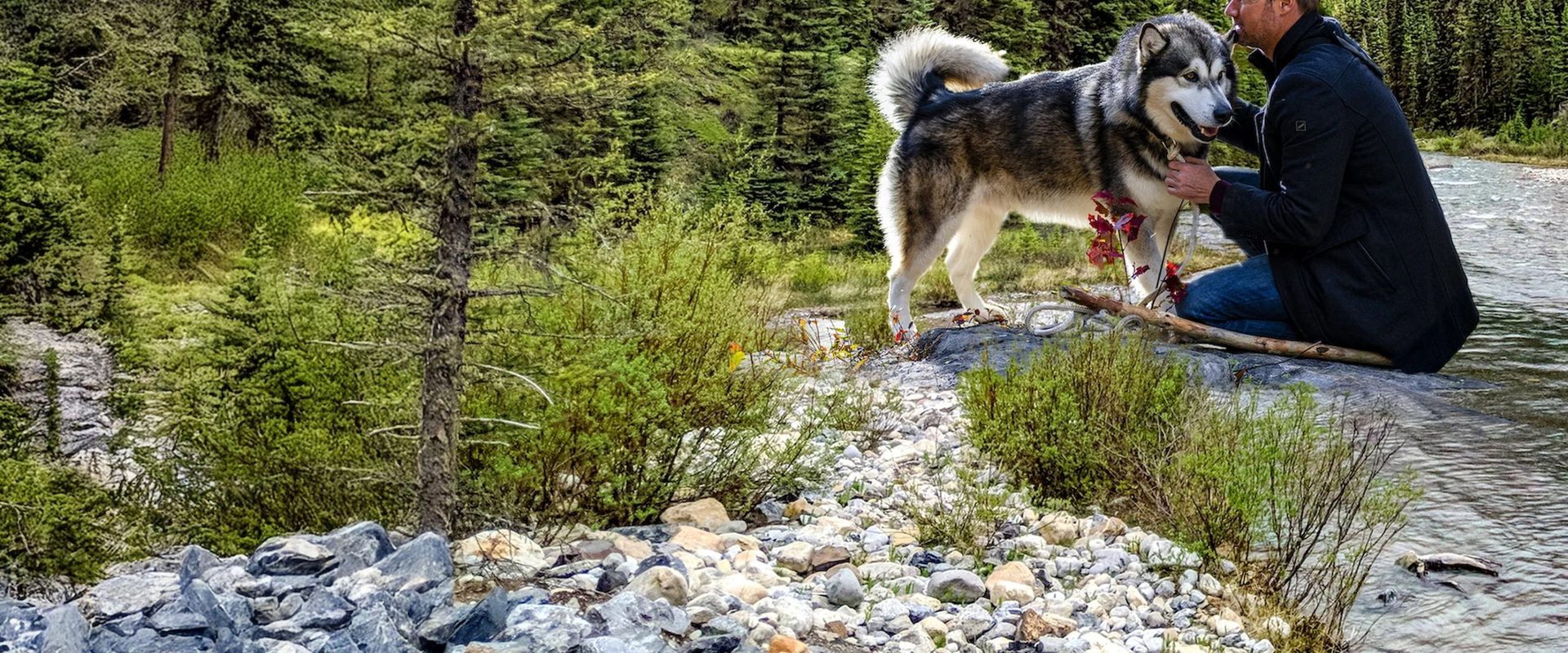 Hero Dog: The Journey Home background
