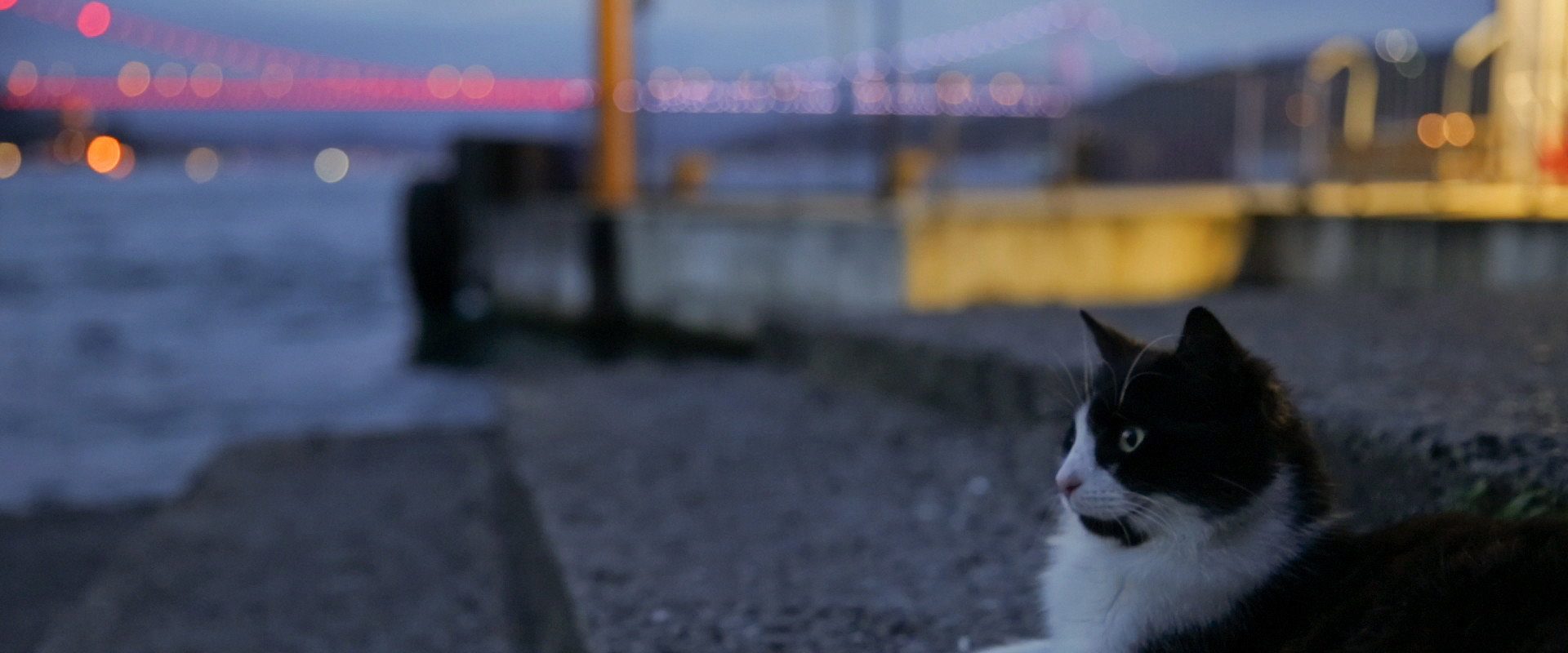 Kedi background