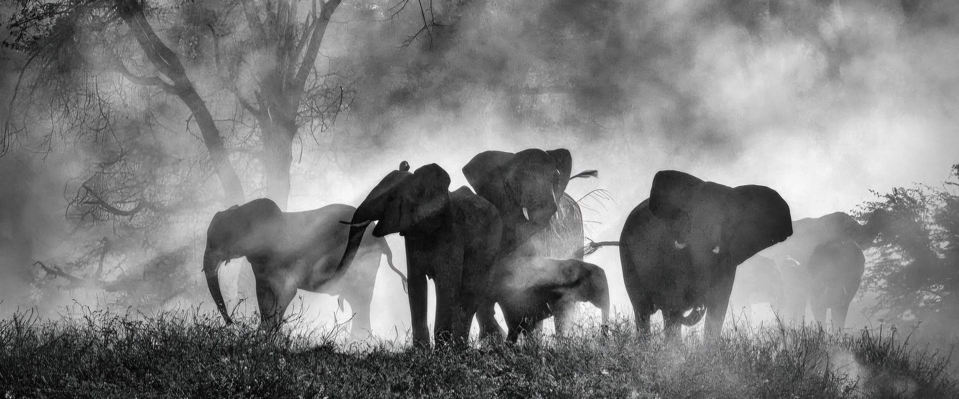 Ghost Elephants background