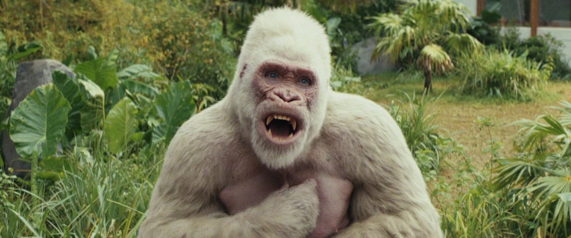 Rampage background