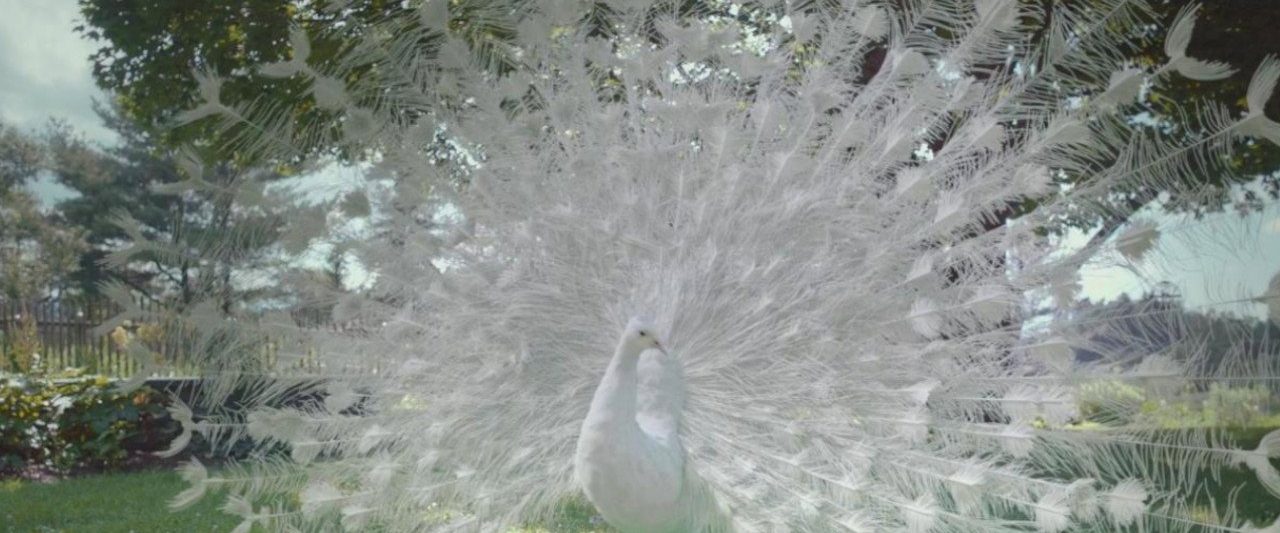 Love Is Blind background