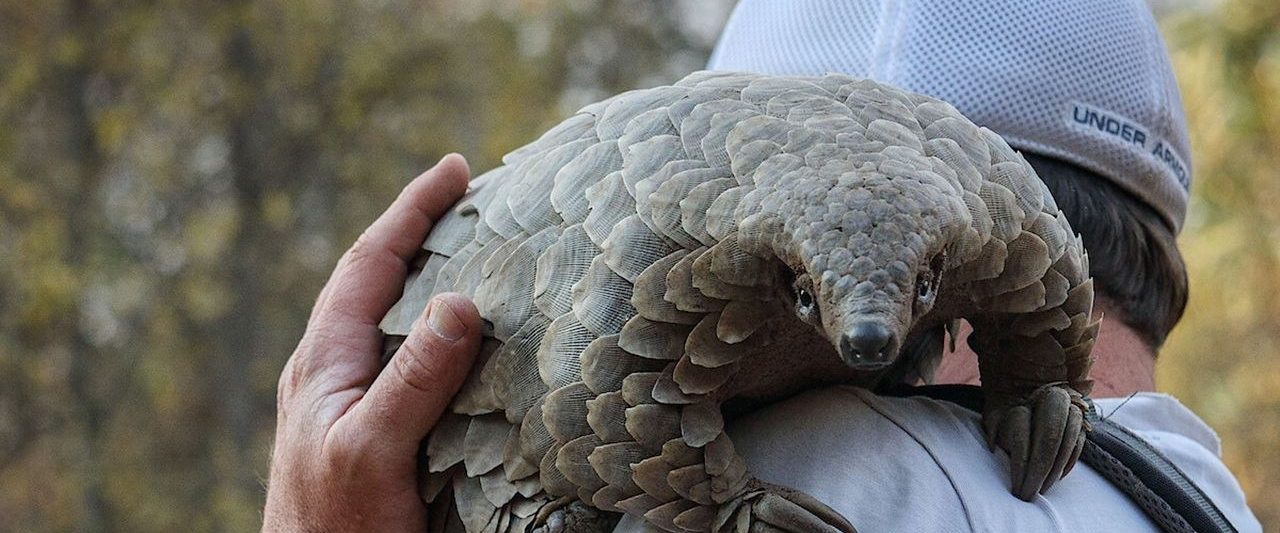 Pangolin: Kulu's Journey background
