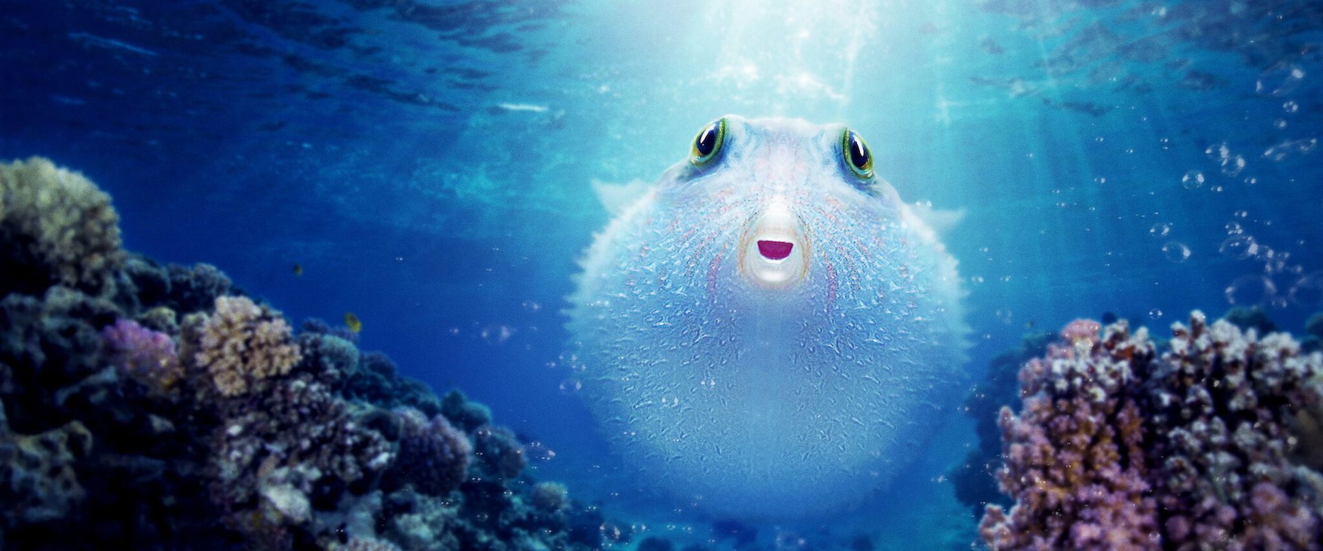 Puff: Wonders of the Reef background
