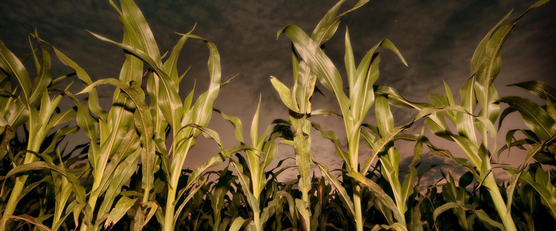 Children of the Corn: Revelation background