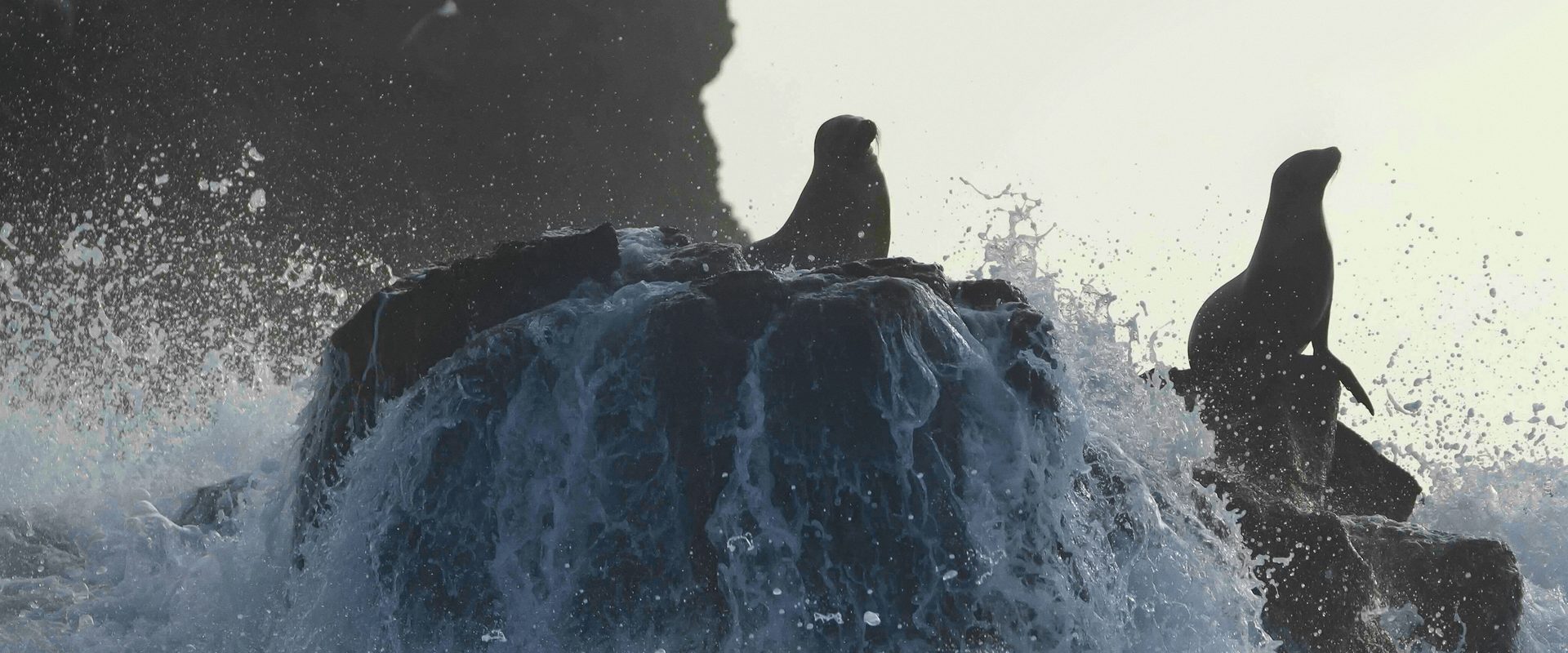 Sea Lions of the Galapagos background