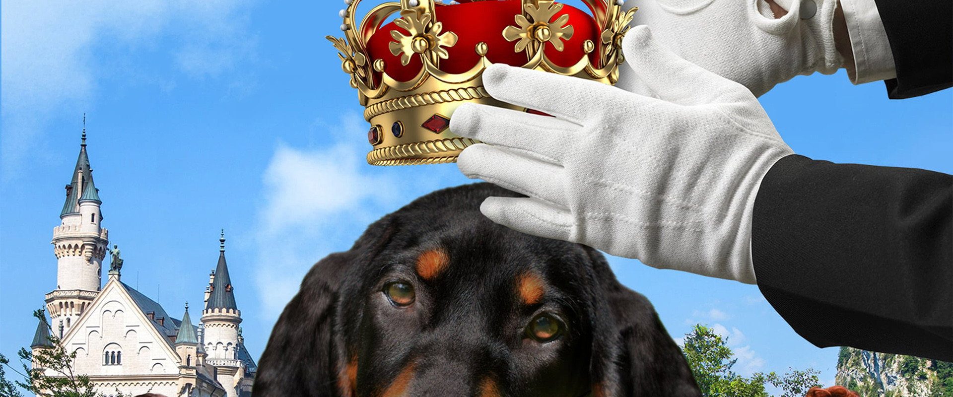 The Duke background