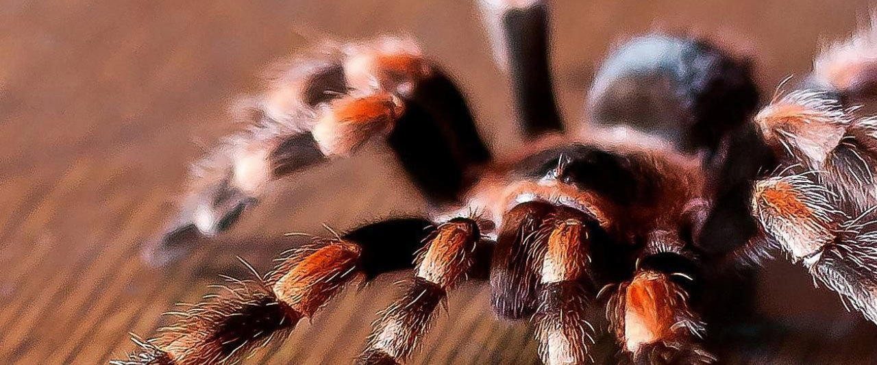Tarantulas: The Deadly Cargo background